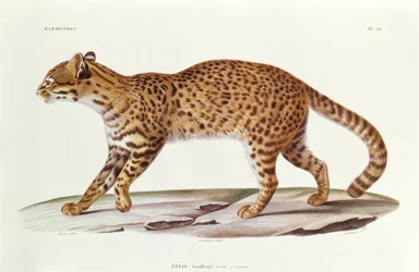 Geoffreys Katze (Felis Geoffroyi) Illustration aus Voyage dans l